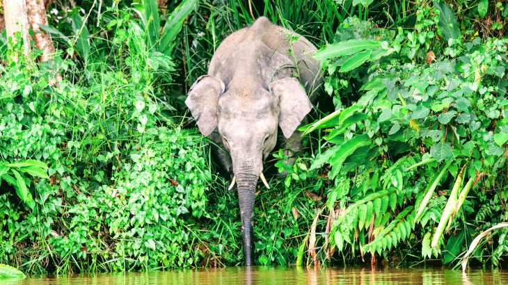 A new study of tropical rainforests has revealed a previously unknown link between mammal diversity and forest production