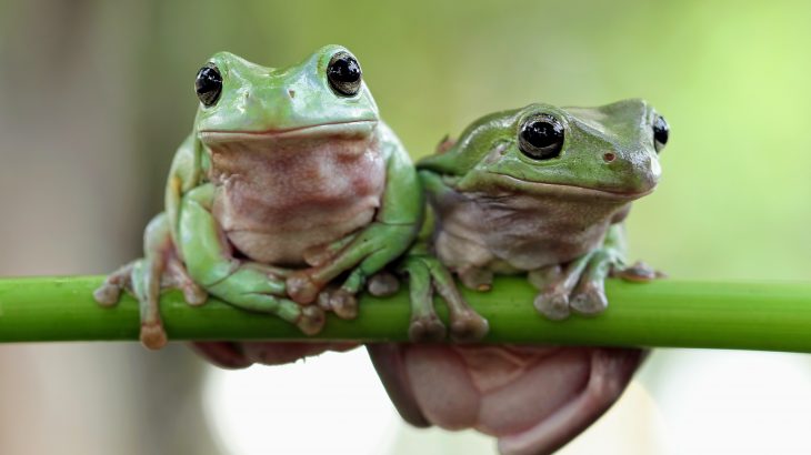 In a new study published by Cell Press, experts have discovered that frogs have lungs that act like noise-canceling headphones.
