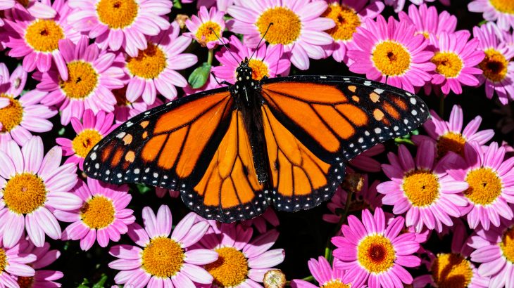 Declining butterfly populations have been linked to fall warming and drier conditions in the western United States