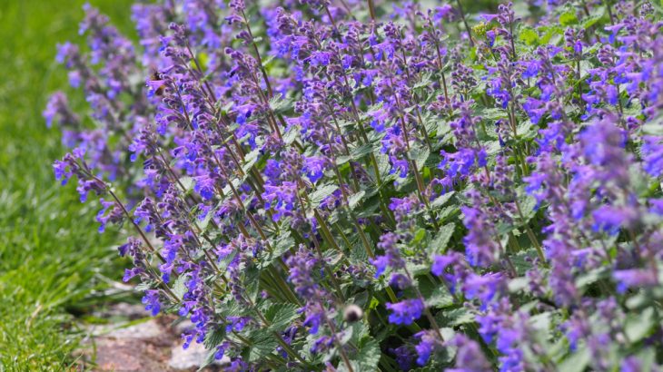 Catnip is a perennial herb in the mint family that is best known for its calming effect on cats.