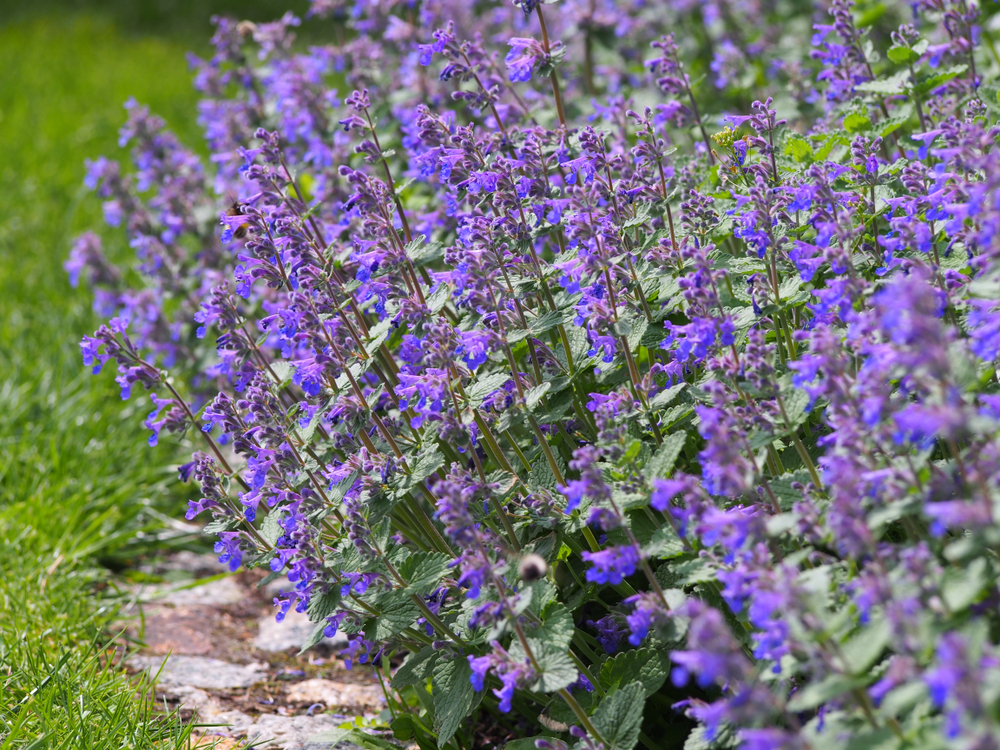 Scientists discover why catnip is a powerful mosquito repellent