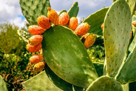 Cactus pears show great potential for sustainable food and fuel • Earth.com