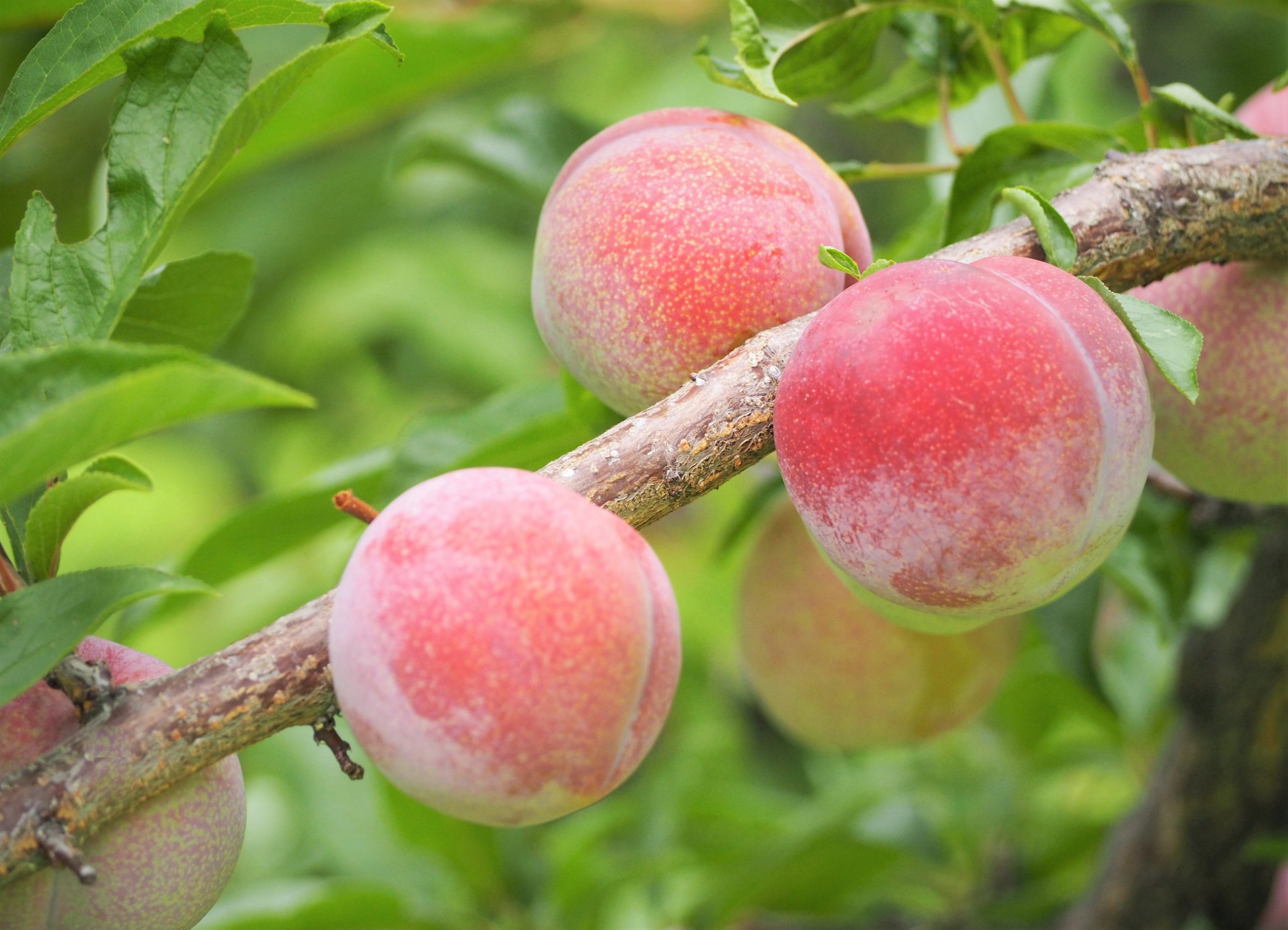 Wild peaches are equipped to handle climate stress