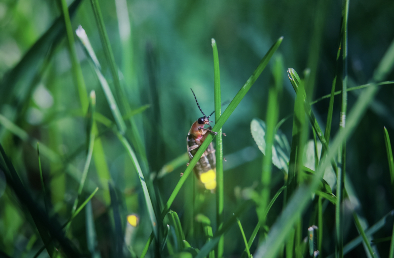 Tourists who are flocking to see fireflies may be harming them - Earth.com