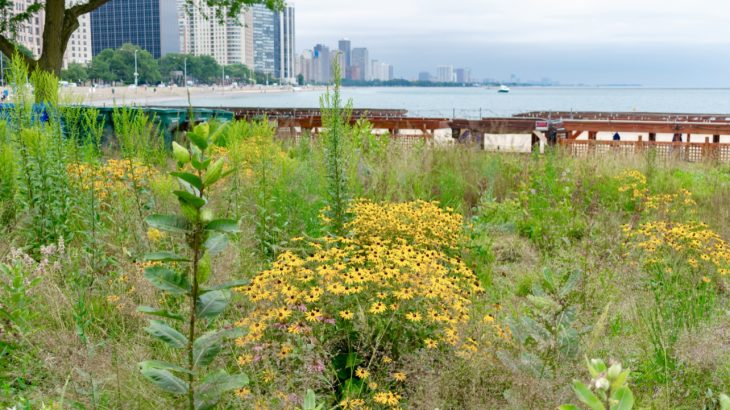Urban areas are surprisingly useful for many at-risk species who take advantage of low-quality habitats in order to reach high-quality habitats quickly.