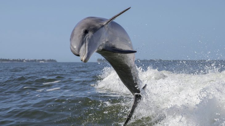 Bottlenose dolphins adjust their behavior to adapt to coastal development, according to a new study published by Frontiers