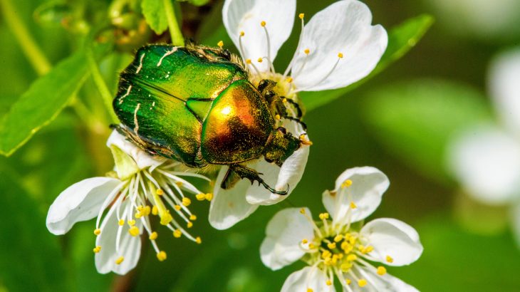 In the first study of its kind, an international team of scientists led by the University of Reading has investigated insect pollinator stability over multiple years and sites worldwide