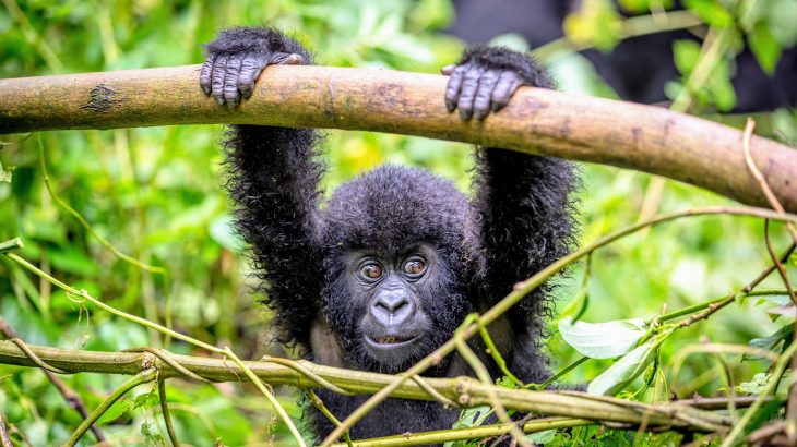 The researchers used more than five decades of data to investigate how maternal loss influences relationships, survival, and future reproduction among young mountain gorillas.