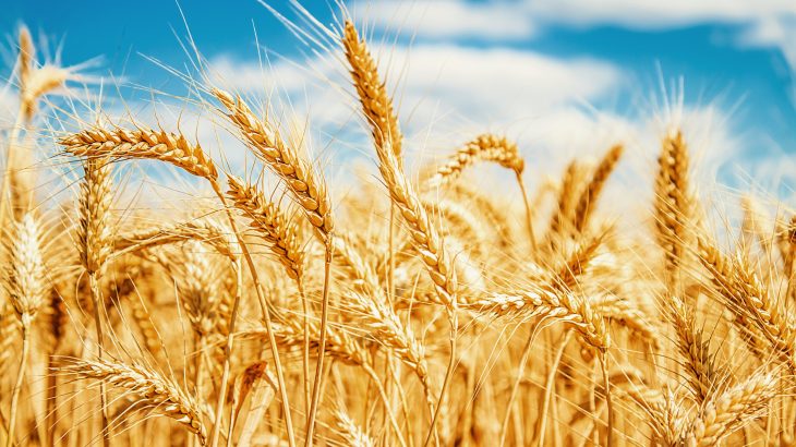 Beneficial bacteria can promote heat tolerance in crops and could ultimately be the quickest route to achieving sustainable agriculture, according to a new study by KAUST scientists