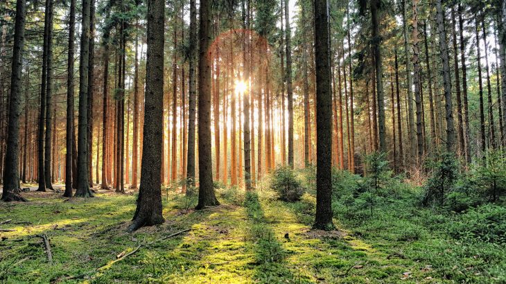Deforestation, palm oil plantations, and forest conversion have been linked to an increasing number of infectious disease outbreaks