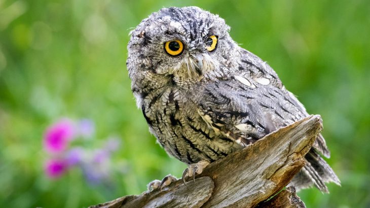 Two New Species Of Screech Owls Are Already Critically Endangered Earth Com
