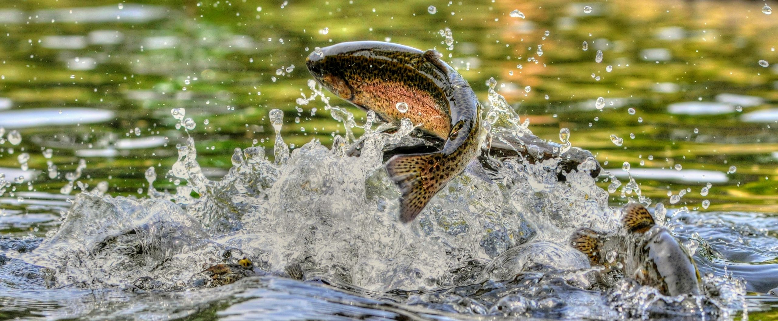 Warm river habitats are important for coldwater fish