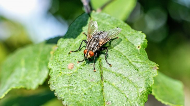Apple flies are a fascinating example of speciation, the beginning of a new species, and have captivated scientists for many decades.