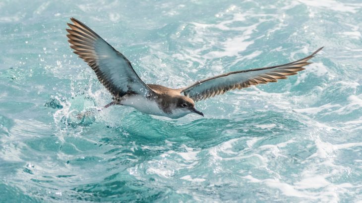 The team found evidence that migrating seabirds are eating materials that are not even food, including pumice stones, because they are starving.