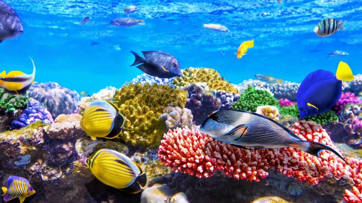 Coral reefs may rely on poop from their predators, according to a surprising new study from Rice University
