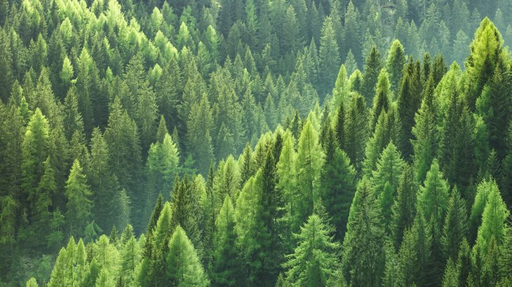 The researchers found that younger trees take up and release less water than mature trees that are ten years or older.