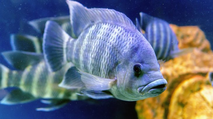 A new study from the University of British Columbia reveals that tilapias do not die in stressful conditions like most fish