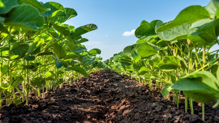 Plants play a major role in cycling toxic mercury through the environment