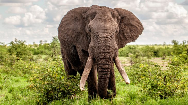 While many animals are seriously threatened by habitat loss, a new study from Colorado State University reveals that African elephants do not fall into this category.