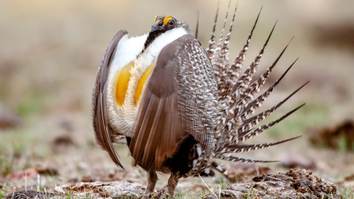 A new report from the U.S. Geological Survey has revealed that greater sage-grouse populations have declined dramatically over the last six decades