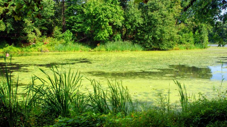 For the first time, scientists have detected the presence of anatoxin-a (ATX) in the atmosphere near a pond in Massachusetts with large algae blooms