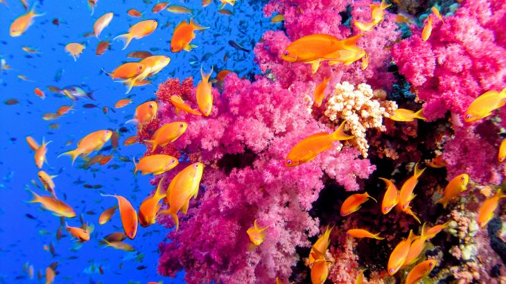 This hidden diversity could be much more important for conservation than what was previously realized, according to researchers at the California Academy of Sciences.