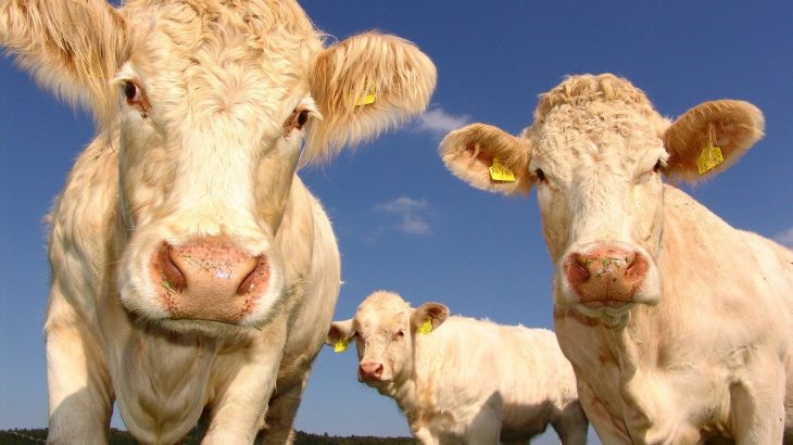 cows husbandry