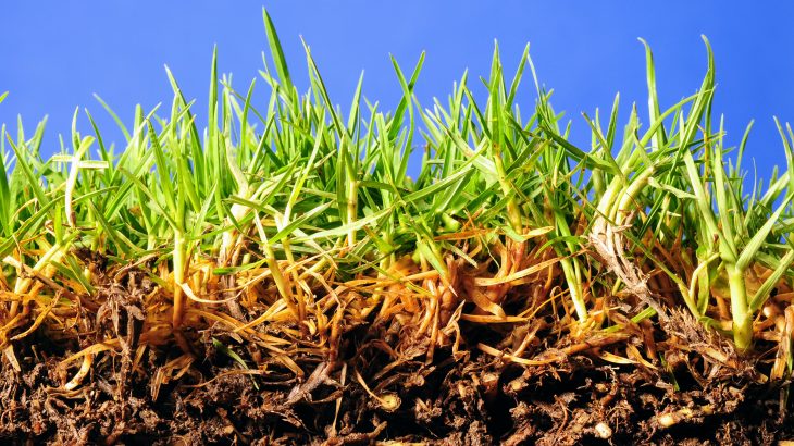 In a new study from the Boyce Thompson Institute (BTI), experts have identified a group of bacteria that appear to help fungi and their host plants gain access to soil nutrients