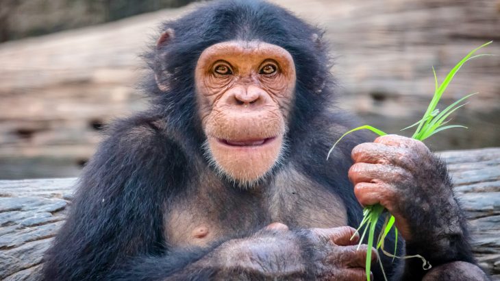 Animals are able to create their own cultures just like humans, according to a study led by Professor Andrew Whiten at the University of St. Andrews.