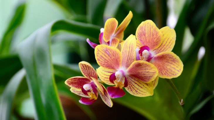 According to the researchers, this series of events paved the way for flowering plants to become dominant in tropical rainforests.