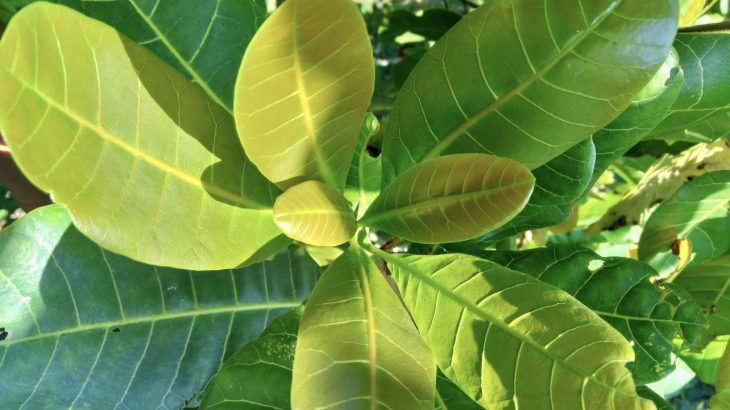 Tropical plants with thick leaves will likely respond very successfully to rising levels of atmospheric carbon dioxide, according to a new study from the University of Washington.