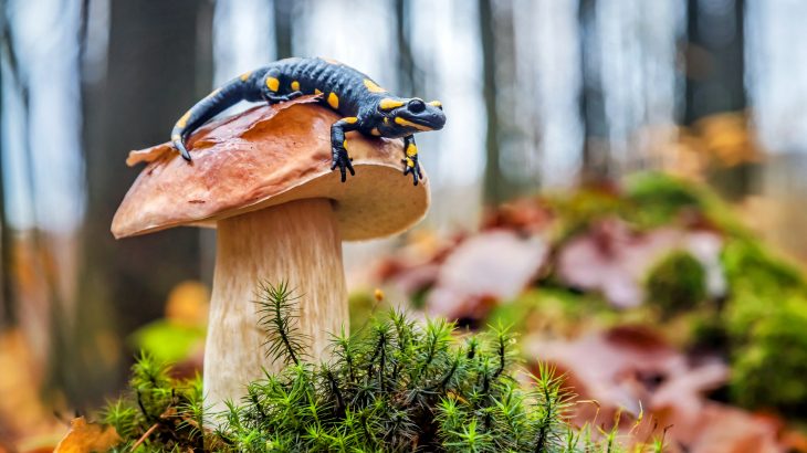 The researchers note that a growing collection of evidence suggests that biodiversity loss increases our exposure to both new and established zoonotic pathogens.