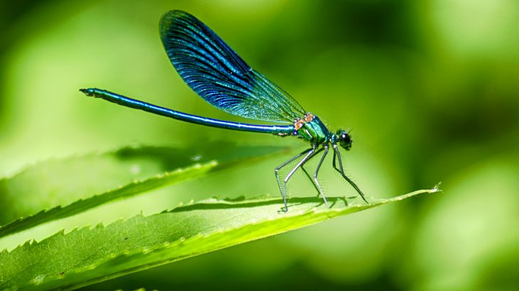 Scientists are seeking inspiration from plants and animals to create medical implants with antibacterial surfaces.