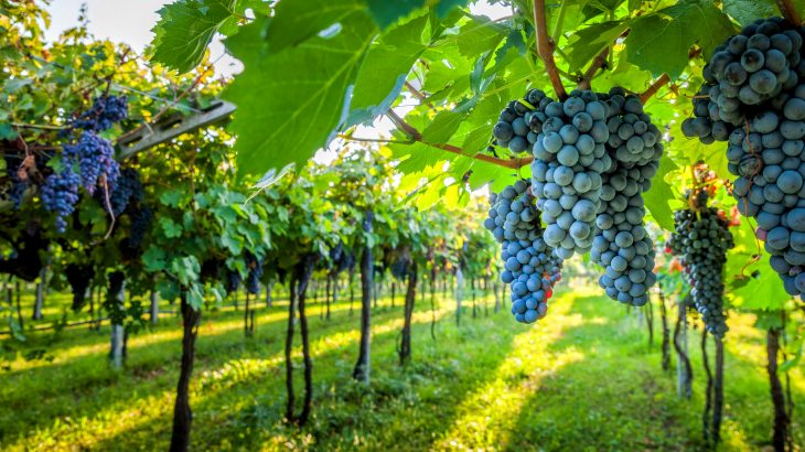 The research may ultimately enable scientists to engineer heat-resistant crops that are able to thrive despite global warming.