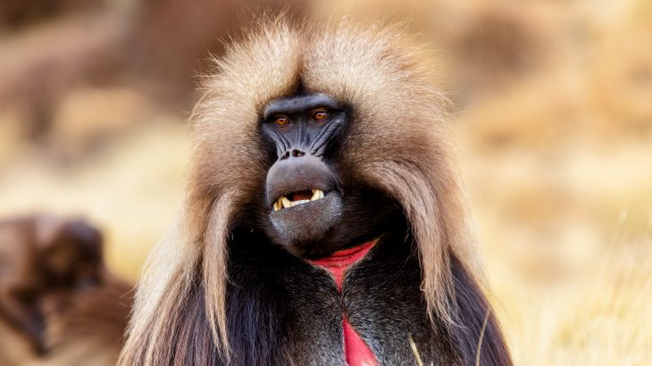 Male baboons who achieve a high social rank do not live as long as males with lower social status, according to a new study from Duke University