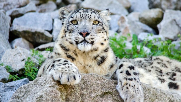 In a new study published by the British Ecological Society, experts warn that there is much uncertainty regarding how mammals will respond to climate change, especially in regions that are the most vulnerable.