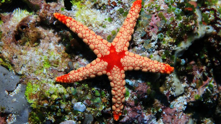 Experts have discovered that baby sea stars eat their smallest siblings in order to survive.