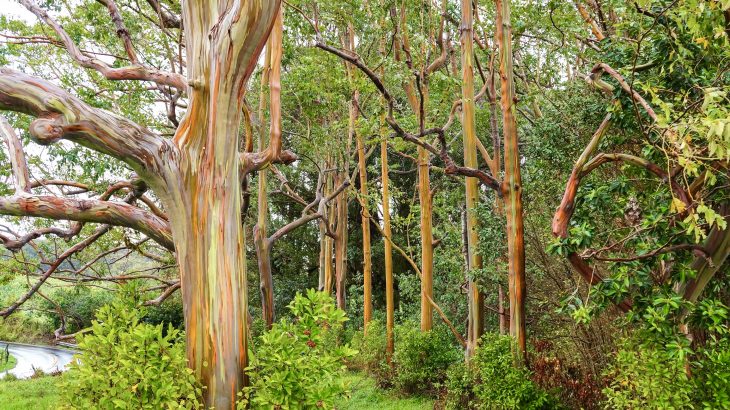 Eucalyptus trees can be genetically modified to prevent them from reproducing and invading native ecosystems, according to a study from Oregon State University.