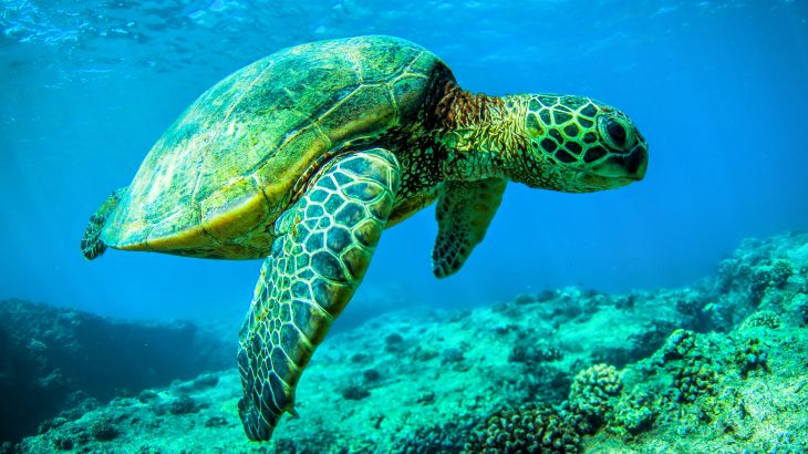 Each year, thousands of juvenile loggerhead turtles set out on a journey across the Pacific Ocean from Japan to Baja California, where they feed on red crabs