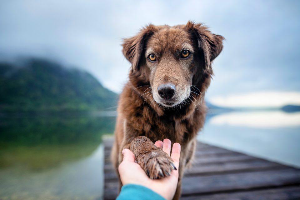 Dogs appear to get jealous over their owner's affection •