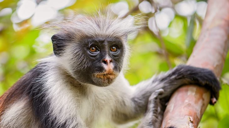 The researchers found that there has been a drastic reduction in the number of deaths of red colobus monkeys after four speedbumps were installed