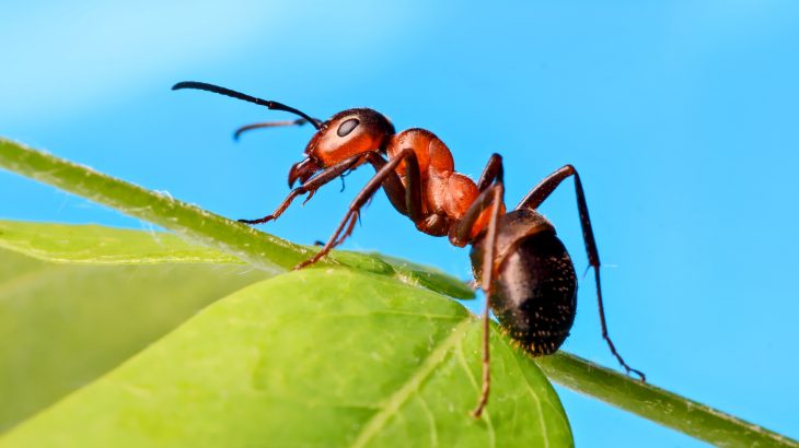 Ants respond to social isolation in similar ways as humans and other mammals, according to a new study.