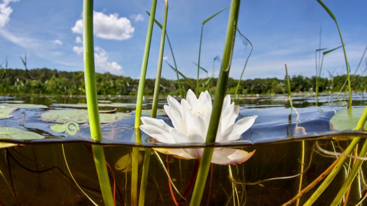The researchers found that aquatic ecosystems are the source of half of global methane emissions.