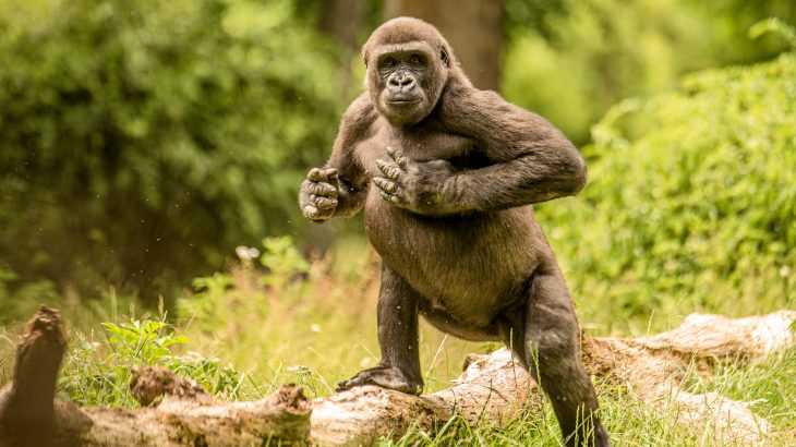 Experts at the Max Planck Institute for Evolutionary Anthropology have determined that chest beating conveys information about the identity and body size of mountain gorillas.