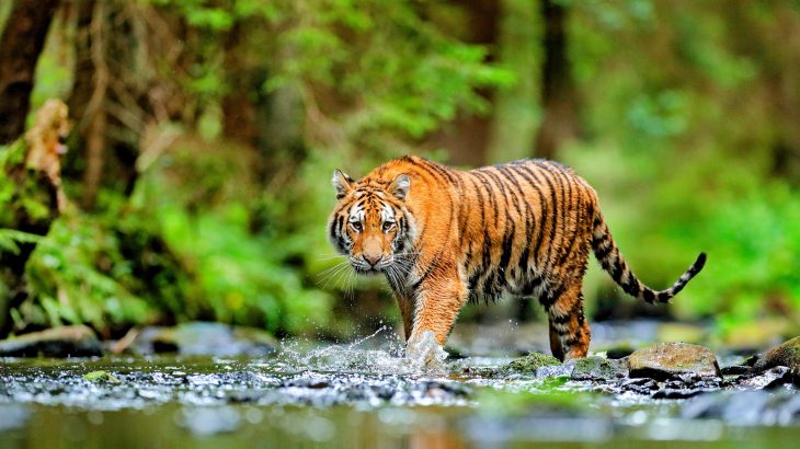 Crop and timber production are two of the biggest drivers of declining wildlife populations, and collectively contribute 40 percent of the overall extinction risk of mammals, birds, and amphibians.