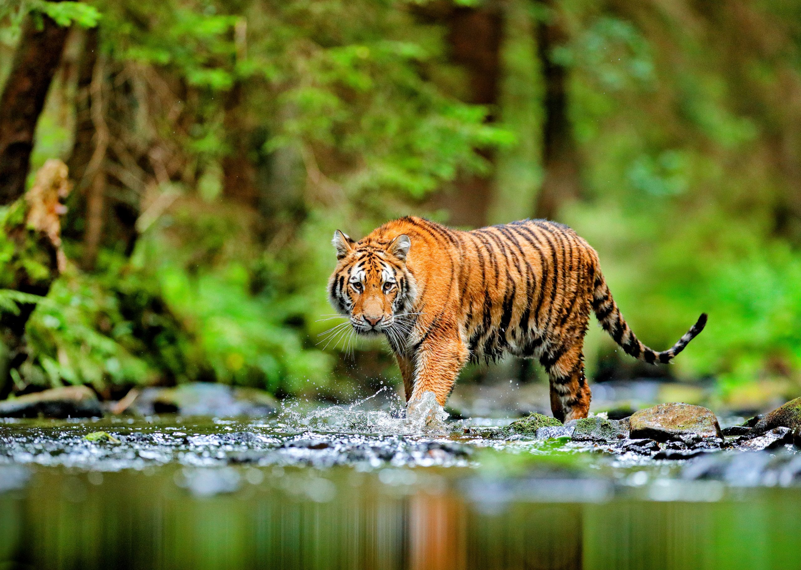 Sustainable practices could greatly reduce species extinction risk ...