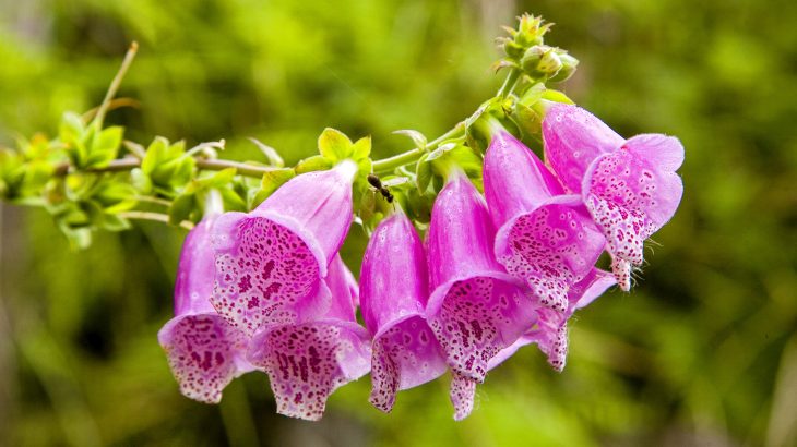 In a new study published by the British Ecological Society, experts report that foxgloves rapidly changed the length of their flowers after arriving in North and South America