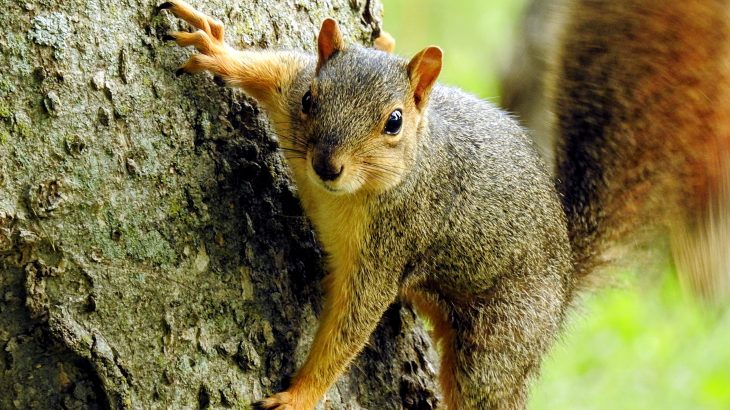 A new study from the University of Edinburgh has revealed that squirrels have bigger brains than their closest living relatives