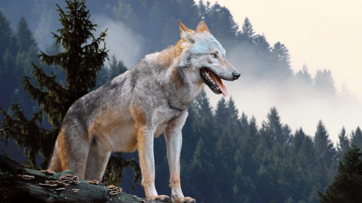 Gray wolves became one of the largest predators to survive the last ice age by changing their diet, according to a new study from the Canadian Museum of Nature.