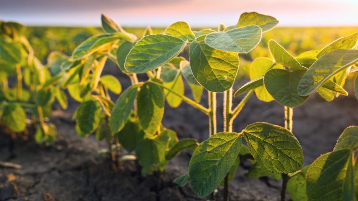 In a new study published by Frontiers, experts have determined that adding beans and other legumes to crop rotations could be key to more sustainable and nutritious food production.